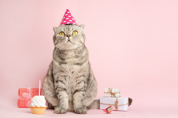 funny cat in a cap celebrates birthday, on a pink background - obrazy, fototapety, plakaty
