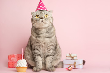 Cat celebrates birthday, on a pink background