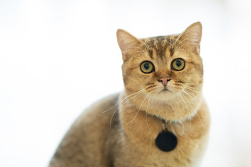 Brown cats sit happily on the floor in the room.