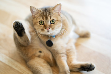 Brown cats sit happily on the floor in the room.