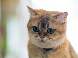 Brown cats sit happily on the floor in the room.