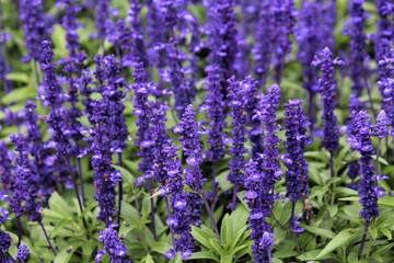 Vibrant Purple Salvia Flowers Have Psychoactive Properties