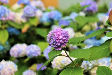 Irish Rainbow Hydrangeas In A Garden