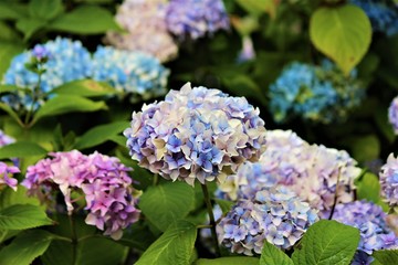 Irish Rainbow Hydrangeas In A Garden