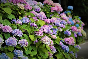 Obraz premium Irish Rainbow Hydrangeas In A Garden
