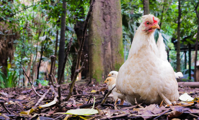 Chicken protects your chicks