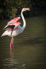 Flamingo standing in water flapping its wings
