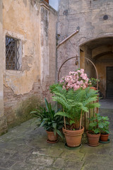 Fototapeta na wymiar Potted Plants Surrounding a Well in the Medieval Town of Buonconvento, Italy