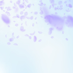 Violet flower petals falling down. Rare romantic f
