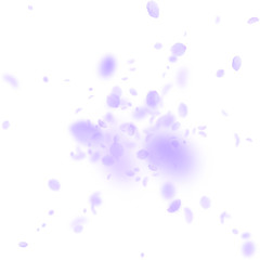 Violet flower petals falling down. Popular romanti