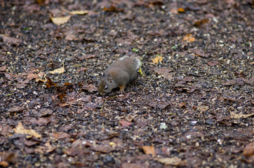 Douglas squirrel eating seeds on forest floor