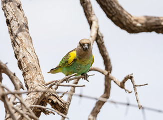 Obraz premium Meyer's Parrot