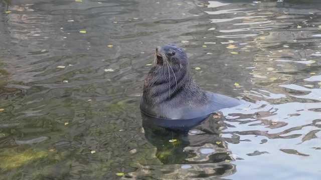 Critically endangered Mediterranean monk seal.