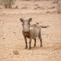Warthog