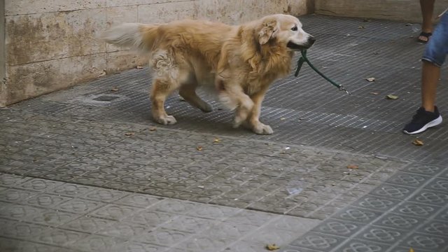 Leash. The dog holds a leash in his teeth