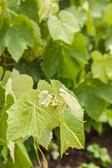 closeup of young vine grape leaves and stems growing in vineyard