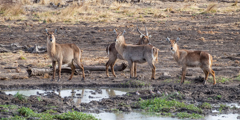 Waterbuck Antelope