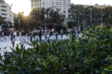 Obraz premium Plants close up in barcelona center