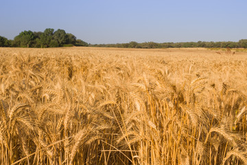 wheat field