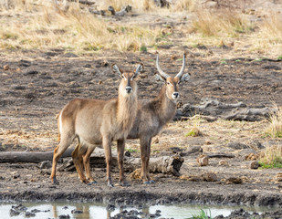 Waterbuck Antelope