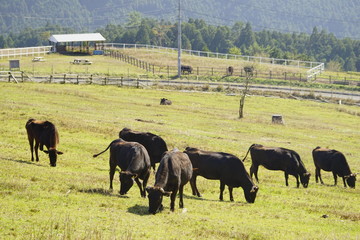 みつえ高原牧場と放牧牛