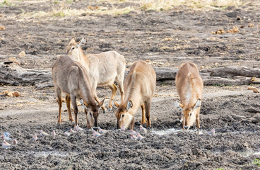 Waterbuck Antelope