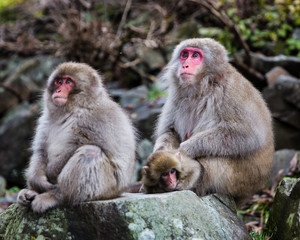Family of grooming monkeys looking into distance
