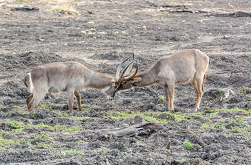 Obraz na płótnie Canvas Waterbuck Antelope