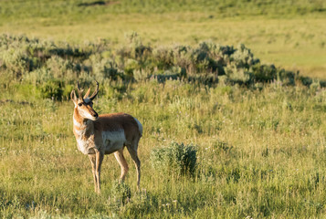 Naklejka na ściany i meble Pronghorn Standing in Late Afternoon Sun