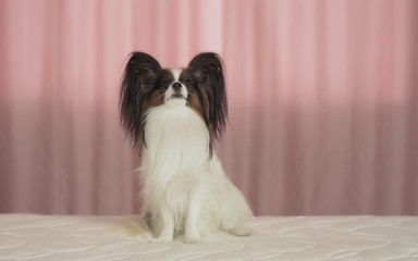 Beautiful dog Papillon lies on bed and looks around