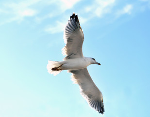 Obraz premium Photo background macro white gull flying