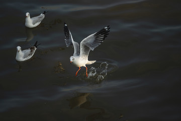 Bird flies over the sea. Seagulls hover over deep blue sea.