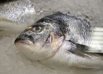 Photo background close-up delicious fish in ice