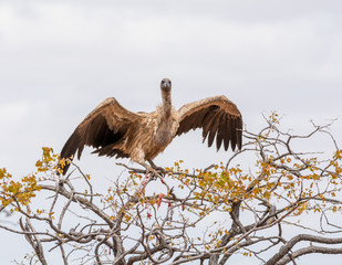 White-backed Vulture