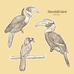 Hornbill, hand draw sketch vector. © Yada