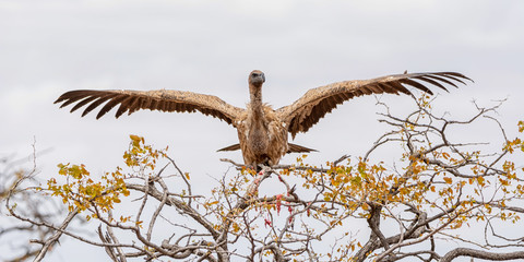 White-backed Vulture