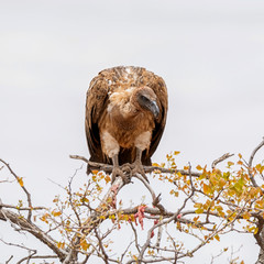 White-backed Vulture