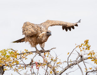 White-backed Vulture