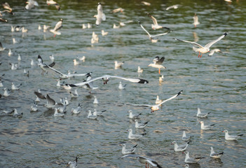 Seagulls flying in air