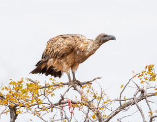 White-backed Vulture