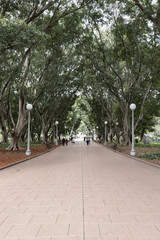People walking at between trees at Hyde Park.