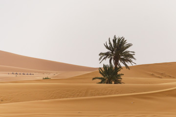 Fototapeta na wymiar Oasis at the moroccan desert dunes