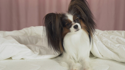 Beautiful dog Papillon lies under blanket on the bed and looks around