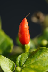 A Red Chilli