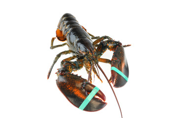 single alive raw lobster isolated on white background