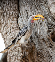 Yellow-billed Hornbill