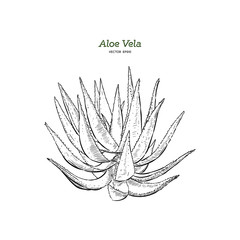Vector hand drawn botanical Aloe Vera.