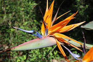 Bird of Paradise Flower
