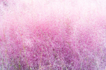 Soft focus and close up of Close up of Pink muhly grass in autumn season at the peak of Haneul Park (located within World Cup Park), Seoul, South Korea 