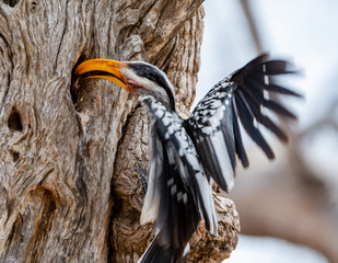 Yellow-billed Hornbill